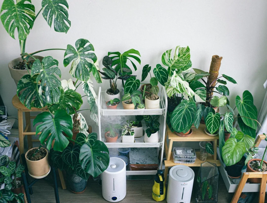 Foto oleh Huy Phan di Pexels Floor Cleaning Indoor Plant Humidifier