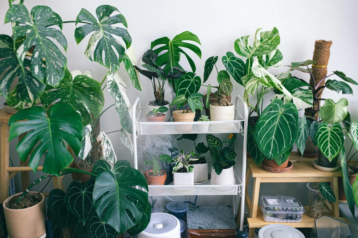 Humidifier Indoor Plant