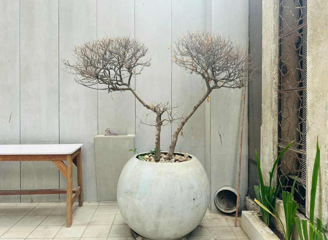 Interior Design Patio Garden