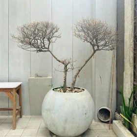 Interior Design Patio Garden