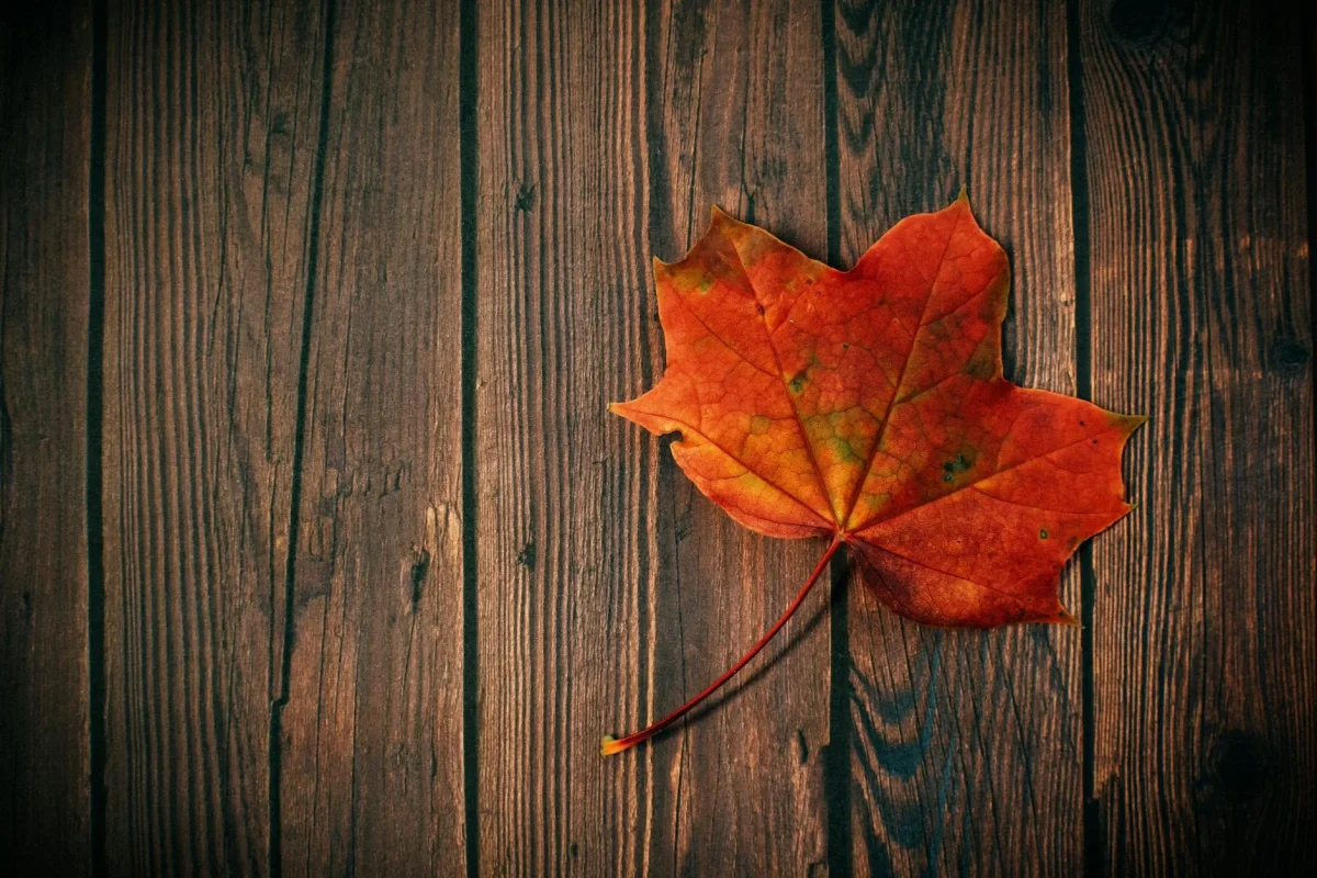 Foto oleh Lisa from Pexels di Pexels Maple Wood Hardwood Floor