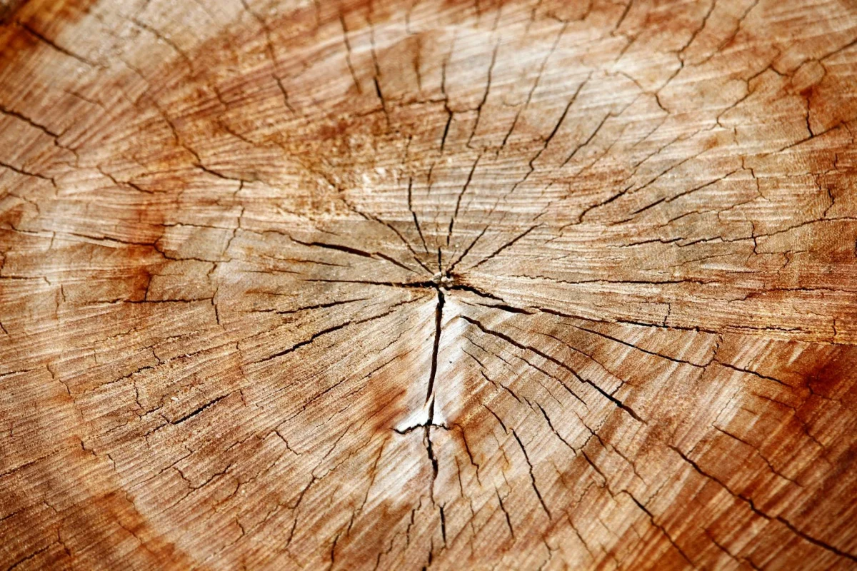 Foto oleh Landiva Weber di Pexels Maple Wood Hardwood Timber