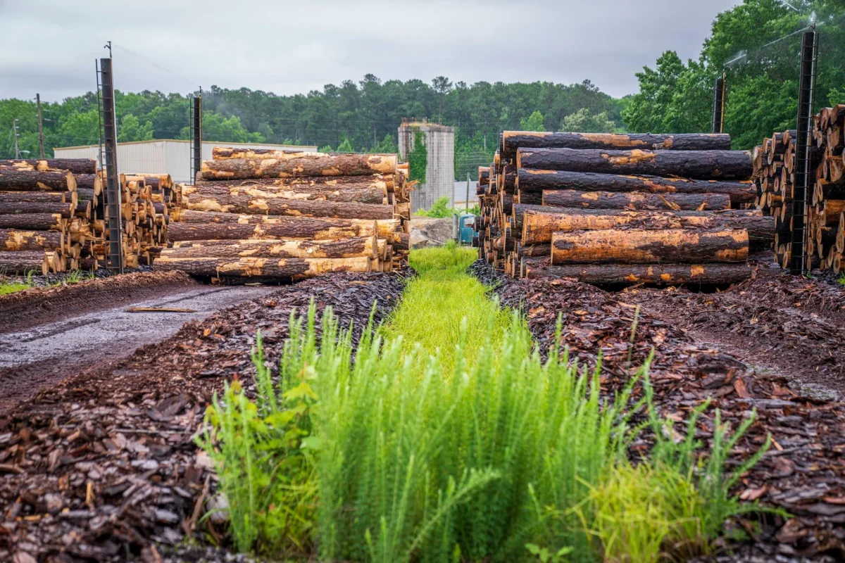 Foto oleh Mark Stebnicki di Pexels Maple Wood Lumber