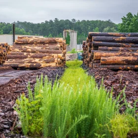 Maple Wood Lumber