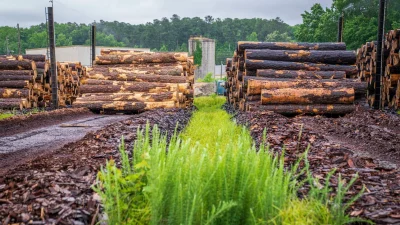 Maple Wood Lumber