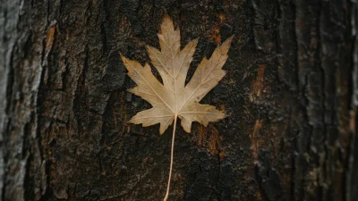 Maple Wood Wood Texture