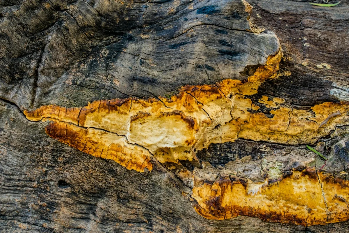 Bahaya Air untuk Lantai Parket Kayu & Solusi Ahli 2026 3 Moldy Wood Fungus