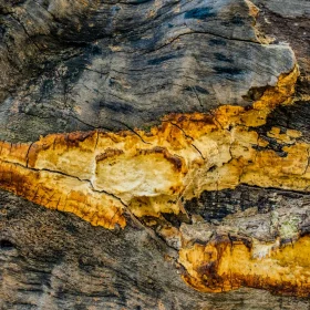 Bahaya Air untuk Lantai Parket Kayu & Solusi Ahli 2026 9 Moldy Wood Fungus