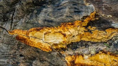 Moldy Wood Fungus