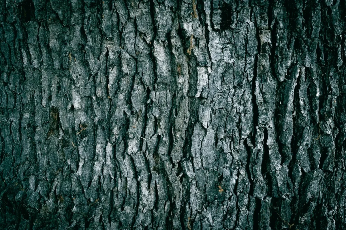 Oak Wood Wood Texture