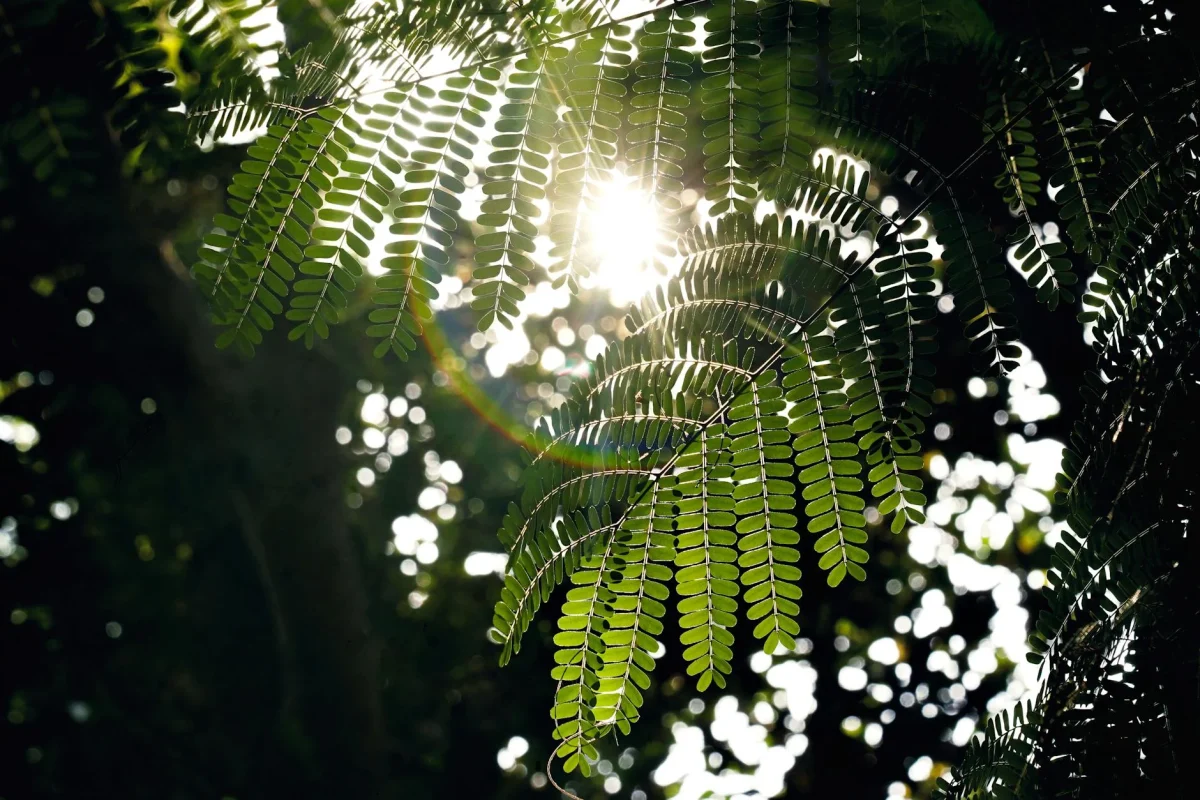 Foto oleh Ankit Rainloure di Pexels Rain Garden Summer Sun
