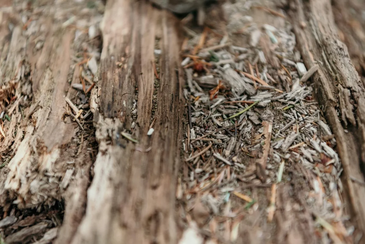 Foto oleh PNW Production di Pexels Rotting Wood Moisture