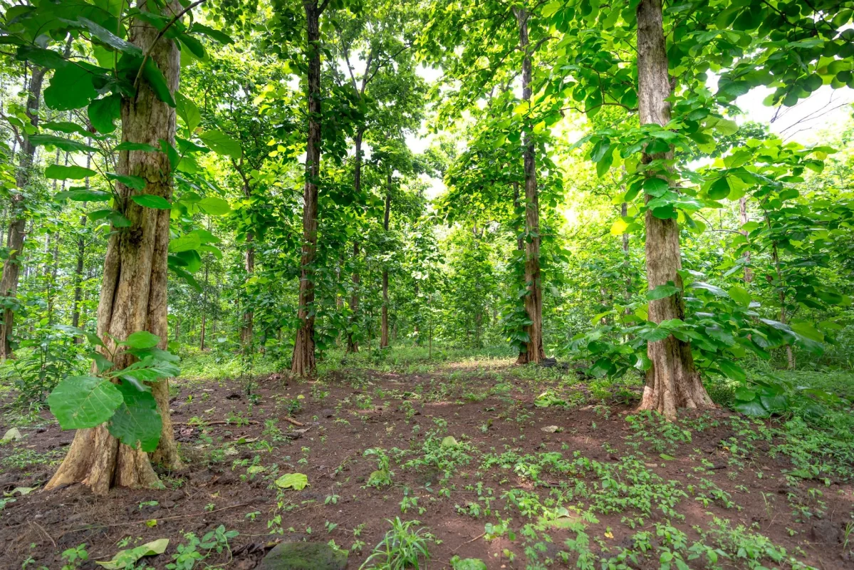 Foto oleh Quang Nguyen Vinh di Pexels Teak Wood Merbau Wood