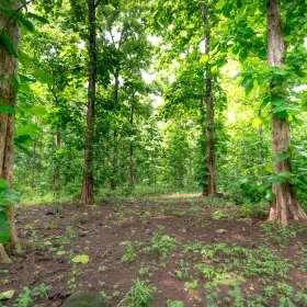 Teak Wood Merbau Wood