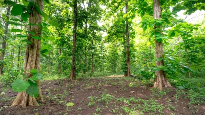 teak wood merbau wood Teak Wood Merbau Wood
