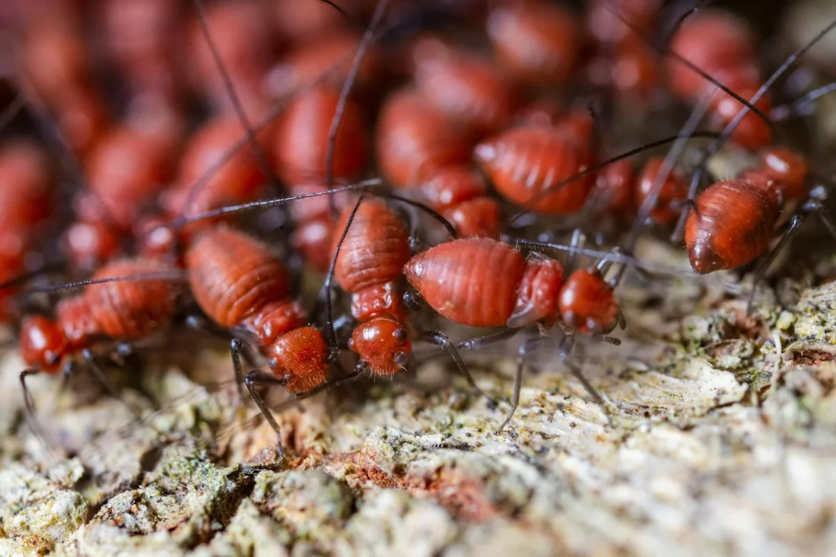 Solusi Obat Rayap untuk Lantai Parket Kayu 2026 2 Termite Chemical Wood Treatment