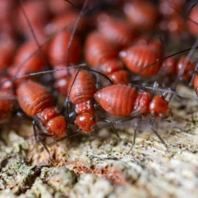 Solusi Obat Rayap untuk Lantai Parket Kayu 2026 9 Termite Chemical Wood Treatment
