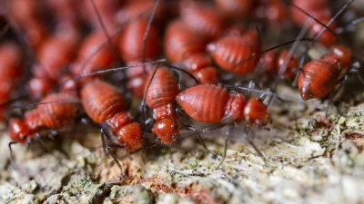Termite Chemical Wood Treatment