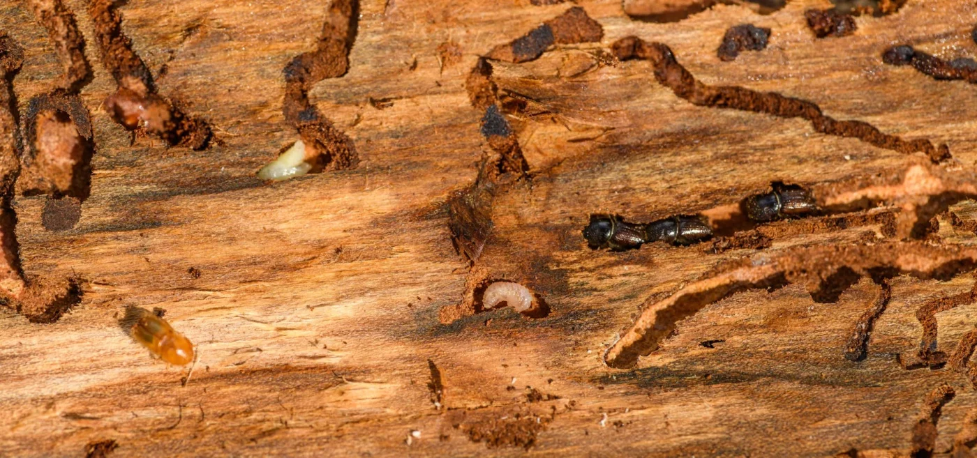 Apa Tanda Parket Kayu Kena Rayap? Kenali & Atasi Segera! 1 Termite Damage Wood Floor Inspection