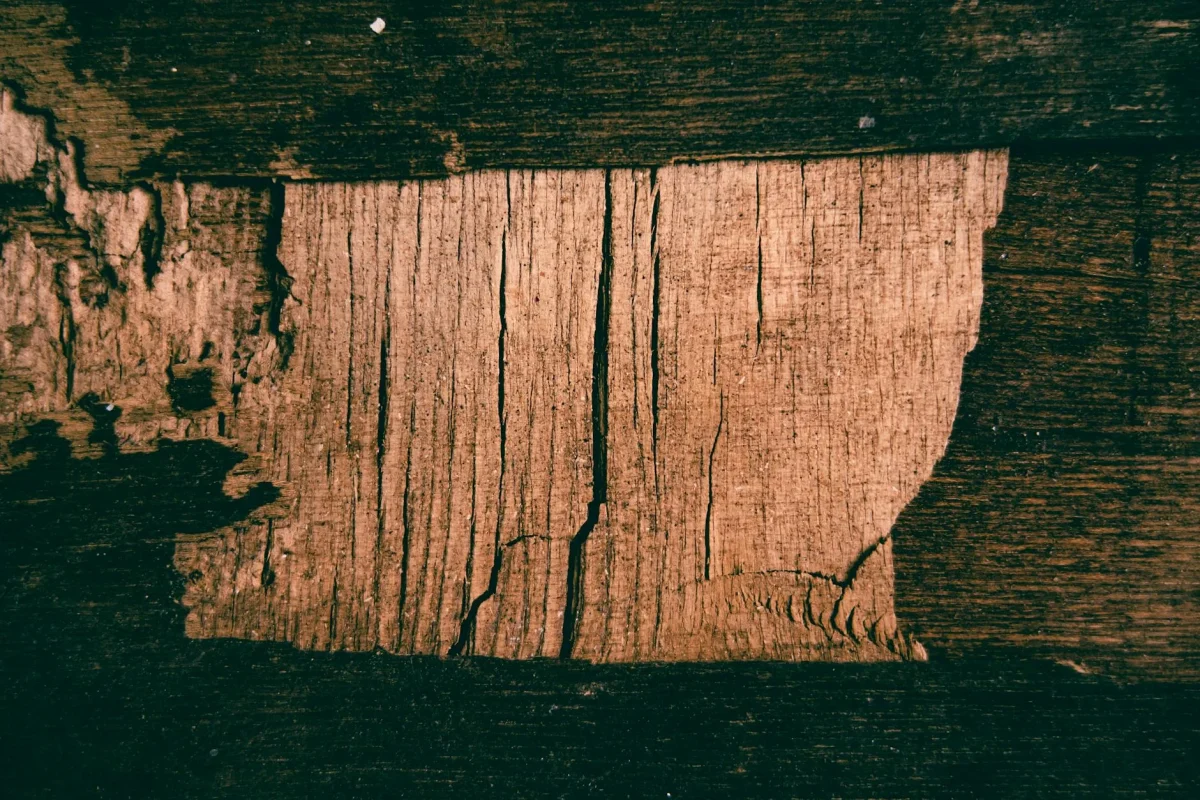Cara Membersihkan Lantai Parket Kayu dari Rayap 2026 1 Termite Damage Wood Floor Pest Inspection