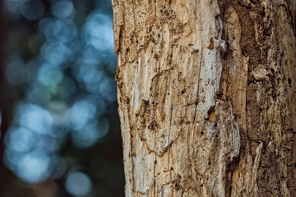 Cara Membersihkan Lantai Parket dari Rayap 2026 1 Termite Damage Wood Texture