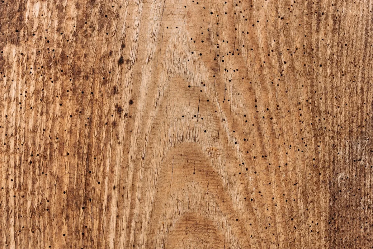 Karakteristik Lantai Parket Kayu Sonokeling 2026 3 Termite Resistant Clean Wood