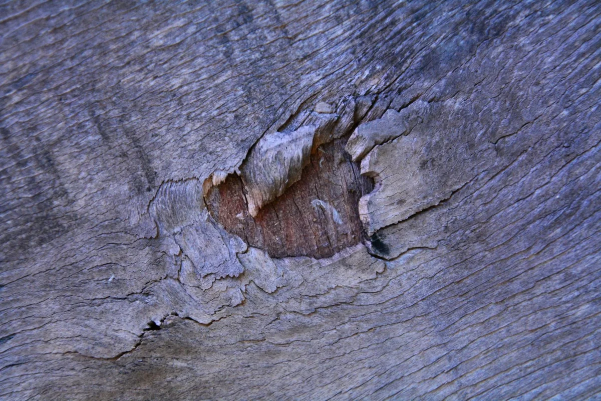 Apakah Parket Lantai Kayu Tahan Rayap? Cek Faktanya di Sini 1 Termite Wood Texture