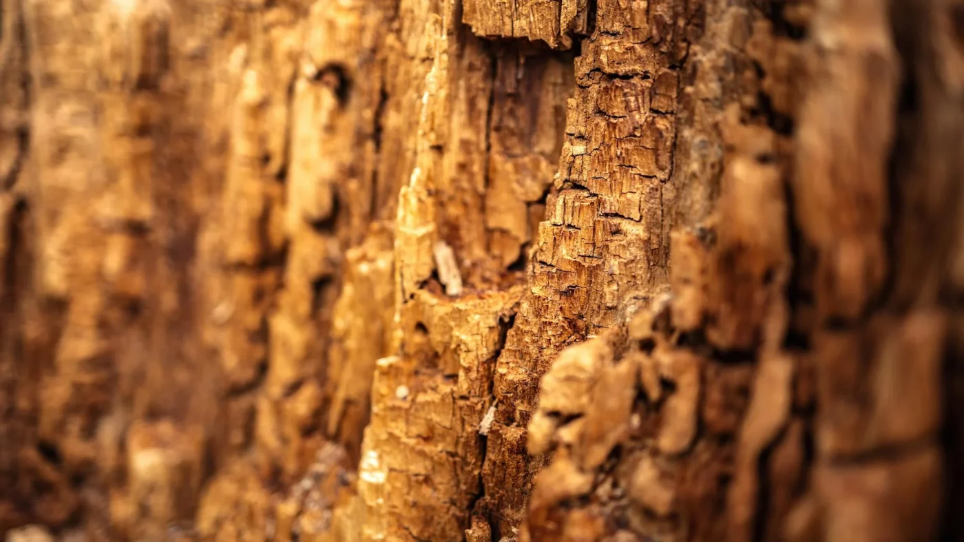 Kekurangan Lantai Parket Kayu dibanding Keramik & Solusinya 5 Termite Wood Texture