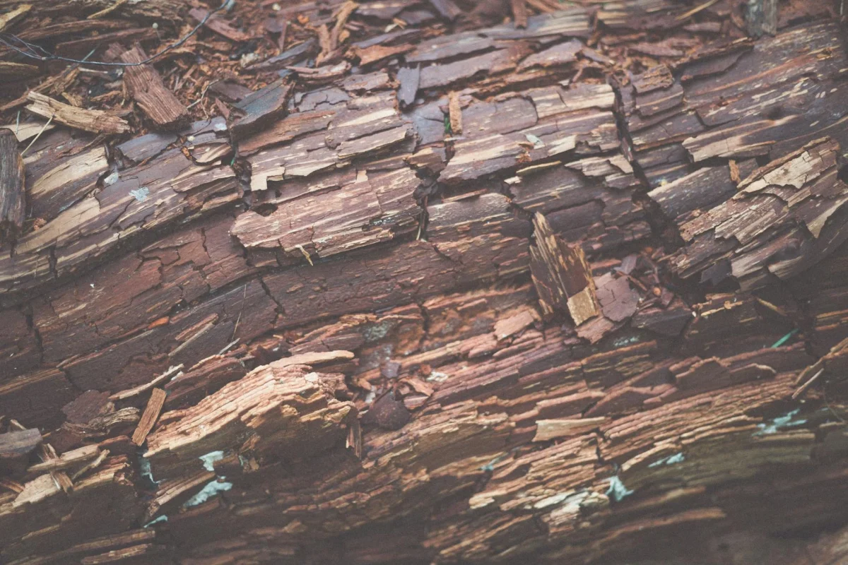 Termites Damaged Wood