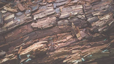 Termites Damaged Wood