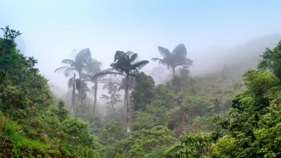 Tropical Climate Moisture Meter