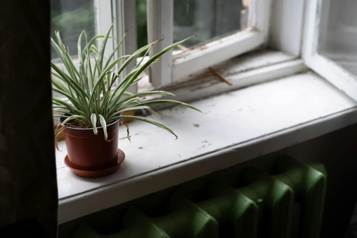 Window Sunlight Indoor Lighting