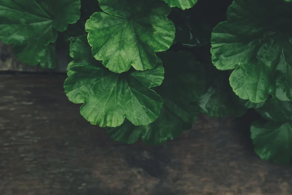 Apakah Lantai Parket Kayu Ramah Lingkungan? Cek Faktanya! 2 Wooden Floor Green Leaf