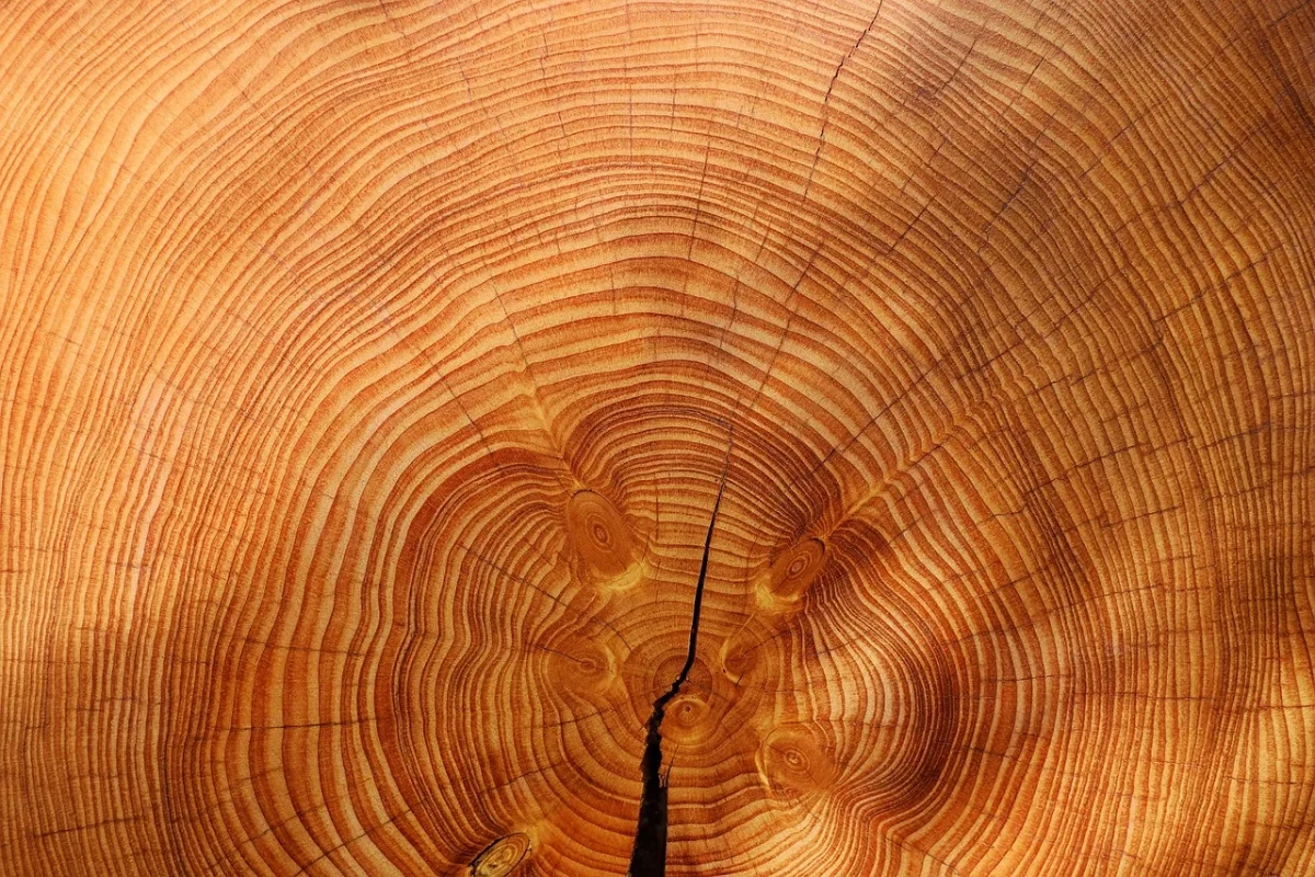 Parket Lantai Kayu Jati vs Kayu Borneo: Mana yang Terbaik? 1 Teak Wood Tropical Timber